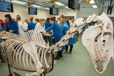 image-gallery-skeleton